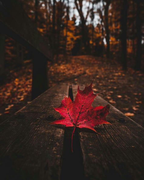 Spooky Spring, Autumnal Aesthetic, Imran Abbas, Samsung Galaxy Wallpaper Android, Photoshop Digital Background, Cute Headers For Twitter, Background Simple, Beautiful Morning Messages, Autumn Magic