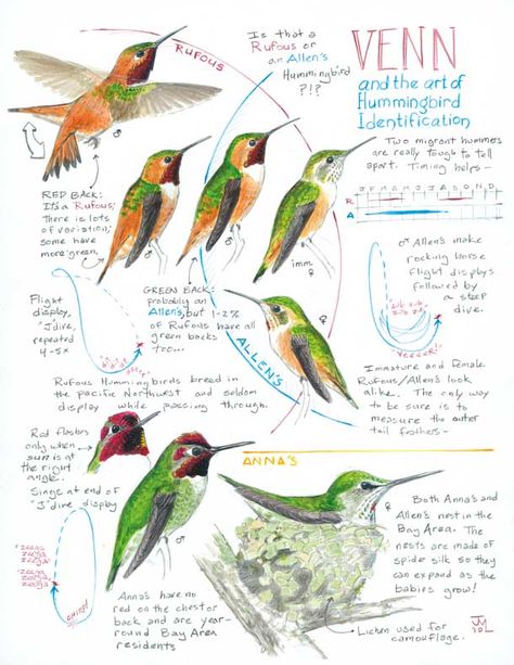 If you live in an area with both Rufous and Allen's Hummingbirds, Venn and the Art of Hummingbird Identification from Bay Nature may help you tell them apart! Allen Hummingbird, Hummingbird Identification, Drawing Hummingbirds, John Muir Laws, Nature Magazine, Hummingbird Illustration, Hummingbird Drawing, Sparrow Art, Birding Journal