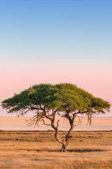 Nature Trees Photography, African Tree Wallpaper, African Photography Nature, African Tree Painting, South African Trees, Savanna Core, Safari Trees, African Savannah Landscape, African Landscape Photography