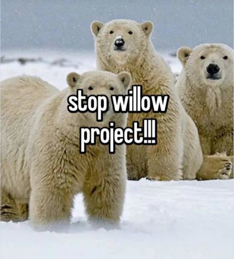 Stop Willow Project, Stop The Willow Project, The Willow Project, Willow Project, Read My Mind, Love My Girlfriend, I Love My Girlfriend, Do Better, Project Photo