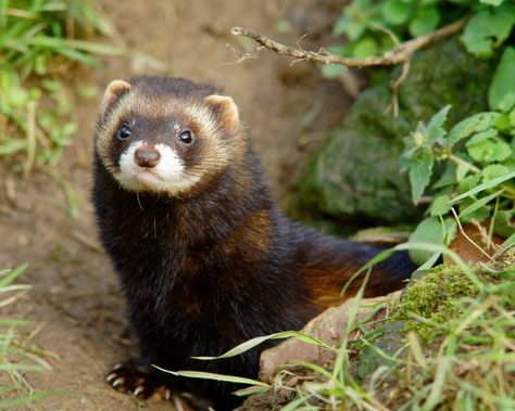 European Polecat, Kingdom Animalia, Eclectic Witch, British Wildlife, Pet Bunny, Facts For Kids, Brigitte Bardot, Animals Of The World, An Animal