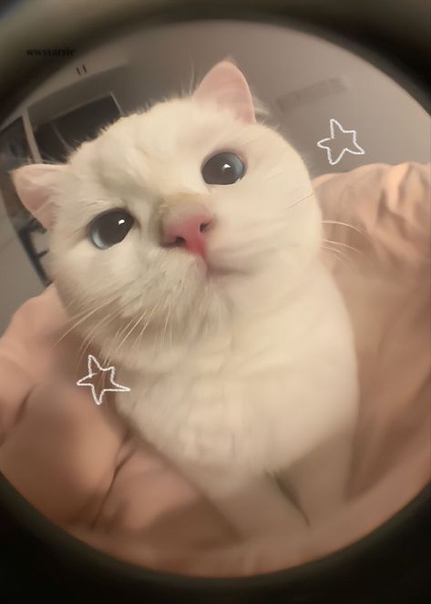 Aesthetic Cute Cat Pfps, Munchkin Cat Wallpaper, Pfp Cats Cute, Profile Picture Cute Cat, Star Cat Pfp, Cute Cat Aesthetic Pfp, Sassy Cats Funny, Disappointed But Not Surprised Aesthetic, I Eat Water Pfp