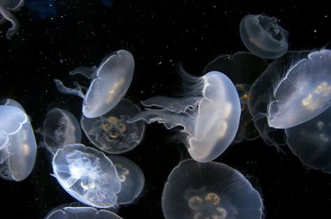 Jellys Types Of Jellyfish, 컴퓨터 배경화면, Jellyfish Aquarium, Underwater Pictures, Nikon D5100, Laptop Backgrounds, Wallpaper Collage, Computer Backgrounds, Fish Wallpaper