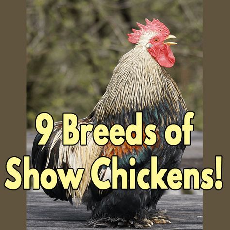 Show Chickens, Polish Chickens Breed, Largest Chicken Breed, Best Chicken Breeds, Different Breeds Of Chickens, Rare Chicken Breeds, Rhode Island Red Hen, Breeds Of Chickens, Wyandotte Chicken