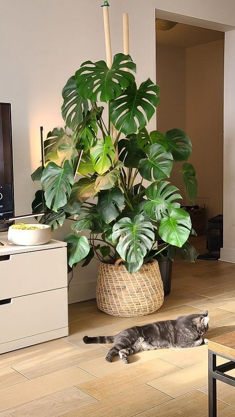 Monstera Growth Stages Explained | Balcony Garden Web Large House Plants Indoor, Colourful Apartment, Cheese House, Forest Vintage, Tree Support, Colorful Apartment, Plant Care Houseplant, Living Room Plants, Crassula Ovata