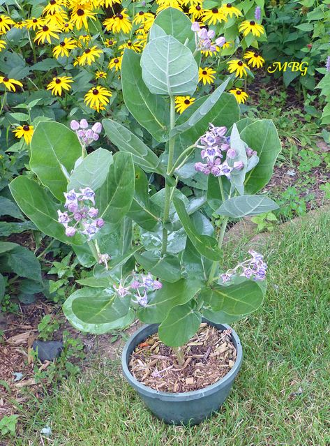 Giant Milkweed is a fast-growing container plant, even for northern regions. It's a show stopper with brilliant star blooms and serves as a host plant for munching monarch caterpillars. Giant Milkweed, Calotropis Gigantea, Medical Plants, Butterfly Plant, Hawaiian Leis, Butterfly Gardens, Milkweed Plant, Florida Landscaping, Garden Friends