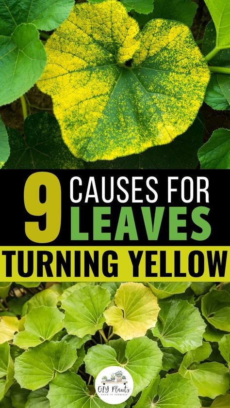 9 Causes for Leaves Turning Yellow Plant Diseases Identification Leaves, Why Are My Plants Turning Yellow, Yellow Leafs On Plant, Bugs Eating Plant Leaves, Yellow Plant Leaves, Plant Health Leaves, Yellowing Leaves On Plants, Plant Problems Leaves, Plant Leaves Problems