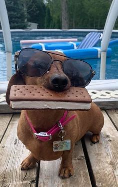 Dachshund Dog Funny, Funny Wiener Dogs, Cute Weenie Dogs, Cute Wiener Dogs, Dashund Dog Aesthetic, Weiner Dog Aesthetic, Dogs Doing Human Things, Weiner Dog Funny, Cute Weiner Dogs