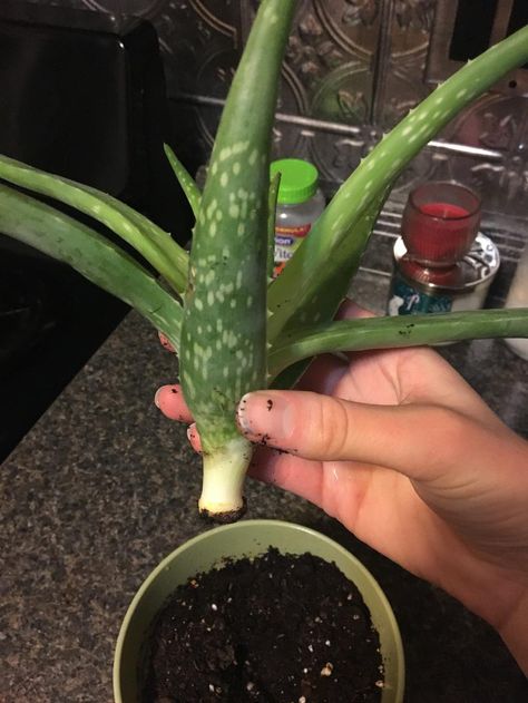 Rooting Aloe Vera Plants, How To Care For Aloe Vera Plant, Life Restart, Planting Ginger, Aloe Plant Care, Aloe Vera Plant Indoor, Rooting Plants, Aloe Vera Care, Aloe Plants