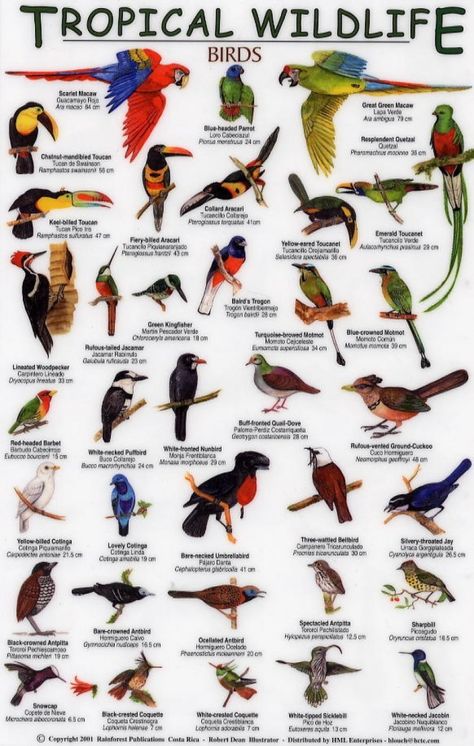 Animal Types, Names Of Birds, Types Of Birds, Pigeon Breeds, Bird Identification, Eco Lodge, Tropical Animals, Bird Book, Types Of Animals