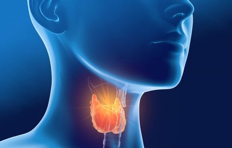 Thyroid gland of a woman, medically 3D illustration on blue back Thyroid Test, دورة شهرية, Thyroid Symptoms, Chronic Constipation, Thyroid Gland, Thyroid Function, Energy Medicine, Thyroid Hormone, Thyroid Health