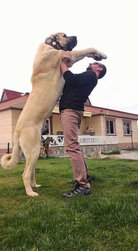 Velcí Psi, Alabai Dog, Kangal Dog, Giant Dog Breeds, Big Dog Breeds, Scary Dogs, Huge Dogs, Giant Dogs, Funny Animal Photos