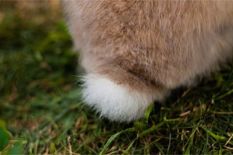 https://www.rabbitcaretips.com/can-a-rabbits-tail-fall-off/  Can rabbit's tails fall off? Pregnant Rabbit, Rabbit Shed, Rabbit Tail, Cat Biting, Wild Rabbit, Rabbit Care, Pet Bunny, Pet Rabbit, Large Animals