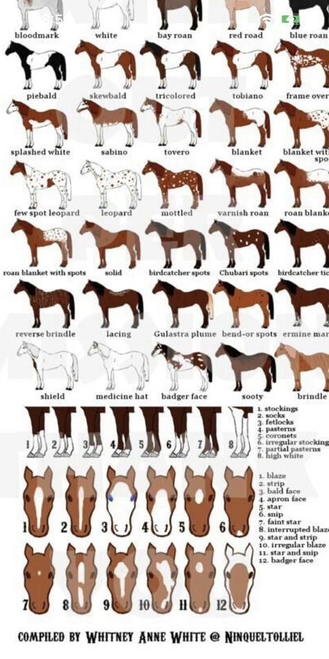 Paint Horse Breed, Animal Genetics, Horse Color Chart, Horse Colours, Bald Face, Horse Markings, Horse Coat Colors, Fire Icons, Horse Info