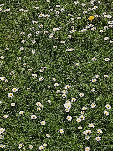 Beautiful flowers on grass Grass With Flowers, Grass Flowers, Grass Flower, Loom, Beautiful Flowers, Daisy, Paint, Collage, Flowers