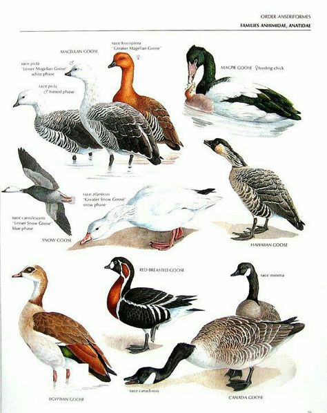 Magellan Goose, Magpie Goose, Hawaiian Goose, Canada Goose, Red Breasted Goose, Egyptian Goose, Snow Goose, ...clockwise from upper left corner....Encyclopedia of World Birds....via My Sunshine Vintage on ETSY Duck Species, Muscovy Duck, Bird Identification, World Birds, Kinds Of Birds, Animal Posters, Partridge, Bird Drawings, Wildlife Animals