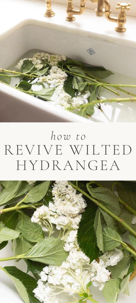 Find all the most popular tips and tricks to revive your Wilted Hydrangea. This is your ultimate guide for learning how to Revive Wilting Hydrangea blooms! Hydrangea Centerpiece Diy, Hydrangea Centerpiece Wedding, Julie Blanner, Hydrangea Bloom, Hydrangea Centerpiece, Hydrangea Arrangements, Hydrangea Care, Hydrangea Bouquet, Hydrangeas Wedding