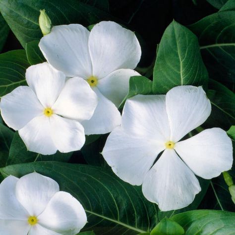 Annual vinca has a decidedly tropical look with its saucer-shaped white flowers in saturated shades of red, rose, pink, and purple! http://www.bhg.com/gardening/design/color/white-flower-garden-ideas/?socsrc=bhgpin031715annualvinca&page=10 White Periwinkle Flowers, Trailing Vinca, Mini Petunias, Catharanthus Roseus, Sweet Autumn Clematis, Annabelle Hydrangea, Big Leaf Hydrangea, Growing Cut Flowers, Autumn Clematis