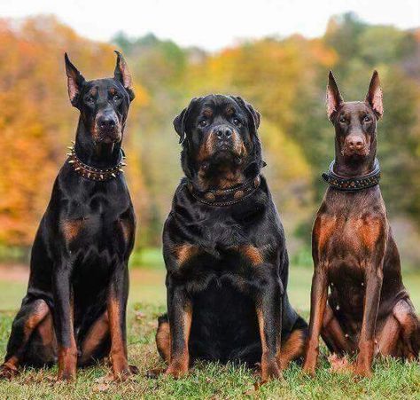 Imagen insertada Rottweiler And Doberman, Blue Doberman, Rottweiler Love, Big Dog Breeds, Rottweiler Mix, Rottweiler Lovers, Doberman Pinscher Dog, Scary Dogs, Huge Dogs