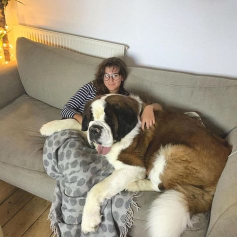 14 Riveting Facts About St Bernards | Page 2 of 5 | The Dogman Saint Bernard Dog Aesthetic, St Bernard Aesthetic, Saint Bernard Aesthetic, Saint Bernard Puppies, Saint Bernard Puppy, Big Fluffy Dogs, Saint Bernard Dog, St Bernards, St Bernard Dog