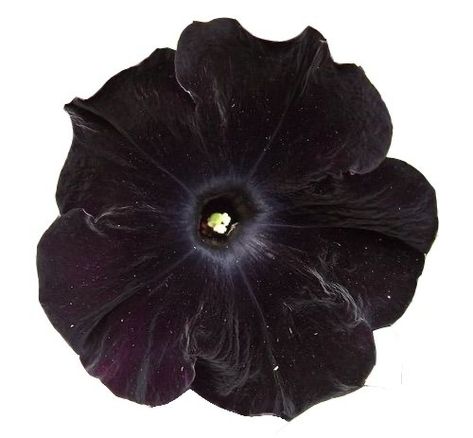 Black Velvet Petunia, Pansy Parkinson, Transparent Flowers, Dark Flowers, Nothing But Flowers, Decor Flowers, Arte Inspo, A Silent Voice, Black Flower