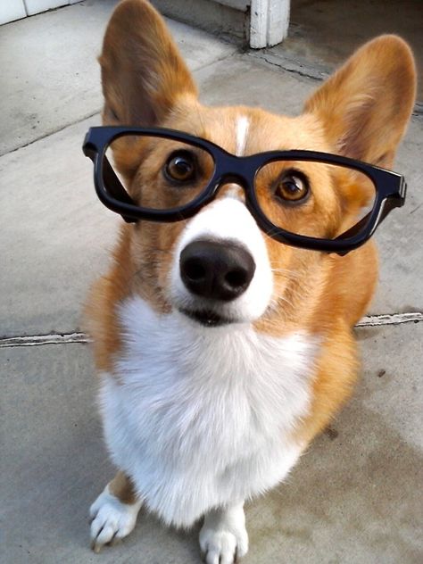 In case you need more proof, HERE'S A CORGI WEARING GLASSES. | 17 People (And A Corgi) Who Prove Everyone Looks Better In Glasses Dog With Glasses, Nerd Glasses, Love My Dog, Corgi Puppy, Smart Dog, Animal Photos, Pembroke Welsh Corgi, Wearing Glasses, Corgi Dog