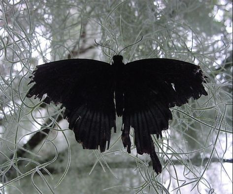 butterfly Dark Butterfly Wings, Ripped Butterfly Wings, Butterfly Wings Aesthetic, Broken Butterfly Wings, Emo Butterfly, Tattered Butterfly, Indrid Cold, Dark Butterfly, Moth Wings