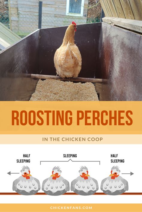 Chicken Coop Sleeping Area, How Much Room Do Chickens Need, Chicken Sleeping Area, Chicken Coop Must Haves, Diy Chicken Roost, Chicken Coop Hacks, Chicken Coop Roost Ideas, Chicken Keeping Hacks, Chicken Roosts