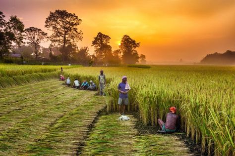 Farming woes are aplenty, but so are the ways to go back to being a healthy agrarian country. The story of the Indian farmer Agriculture Pictures, Agriculture Photography, Crop Insurance, Agricultural Sector, Green Revolution, Sustainable Agriculture, New Farm, Agriculture, Farmer