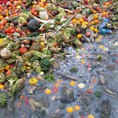 Why World Leaders Are Starting to Eat Garbage Food Waste Project, Food Wastage, State Foods, World Hunger, India Food, Edible Food, Food Supply, Growing Food, Food Industry