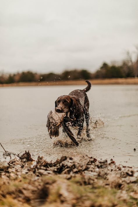 Duck Hunting Pictures Photography, Chocolate Lab Hunting Dog, Fall Hunting Aesthetic, Chocolate Lab Hunting, Hunting Dog Photography, Duck Hunting Aesthetic, Hunting Aesthetic Wallpaper, Hunting Asethic, Hunting Dog Wallpaper