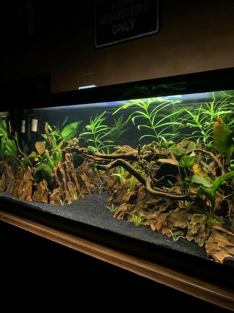 20 gallon The post Aquariums: 20 gallon appeared first on Flake Food. 20 Gallon Long Aquascape, 40 Gallon Aquarium Ideas, 20 Gallon Fish Tank Ideas, Aquarium Scaping, Aquarium Scape, 20 Gallon Long Aquarium, 40 Gallon Aquarium, Terrarium Inspiration, 20 Gallon Aquarium