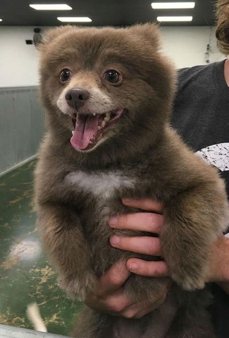 16 Adorable Photos of Puppies That Look Like Bear Cubs Urs Polar, Cute Animal Memes, Haiwan Peliharaan, Funny Animal Jokes, Funny Animal Memes, Animal Jokes, Chow Chow, Funny Animal Pictures, Animal Photo