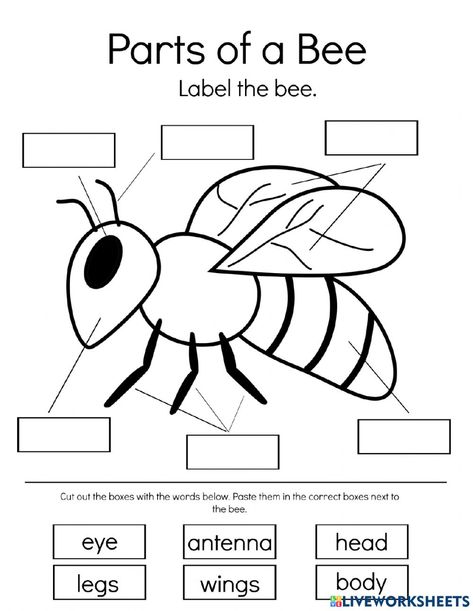 Bee Homeschool Activities, Parts Of A Bee Preschool, Bee Crafts For Kindergarten, All About Bees For Kids, Bee Worksheet Preschool, Bee Activities Kindergarten, Parts Of A Bee Free Printable, Life Cycle Of A Bee Free Printable, Bees Activities For Kids