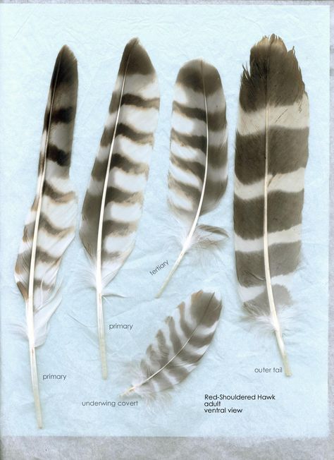 Red Shouldered Hawk feathers- ventral Owl Headdress, Red Tail Hawk Feathers, Red Shouldered Hawk, Feather Identification, Pictures Of Red, Falcon Feather, Hawk Feather, Owl Feathers, Red Tail Hawk