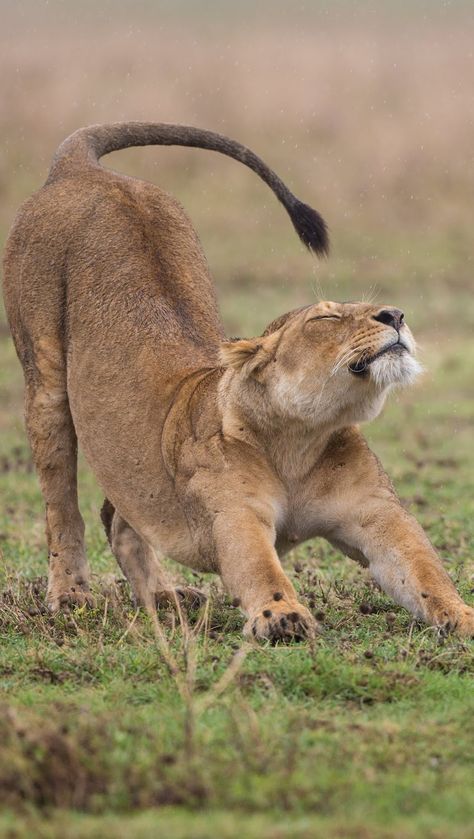 A lioness yoga stretch. #WildCats #Lion #LionCub #Animals #Yoga #Stretch Lioness Reference Drawing, Lioness Poses, Lion Looking Up, Animals Stretching, Big Cat Poses, Big Cat Reference, Lioness Growling, Lioness Reference, Lion Stretching