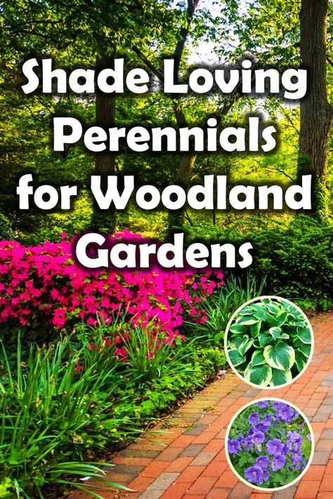 Perennial plants are those which grow during each growing season and die back in winter. There seasonal growing cycle means they add some much needed seasonal change to woodland gardens. Here I list 10 perennial plants suitable for woodland gardens. Woodland Garden Design, Shade Perennial Garden, Perennial Garden Plans, Woodland Gardens, Shade Loving Perennials, Woodland Plants, Woodland Flowers, Best Perennials, Shade Flowers