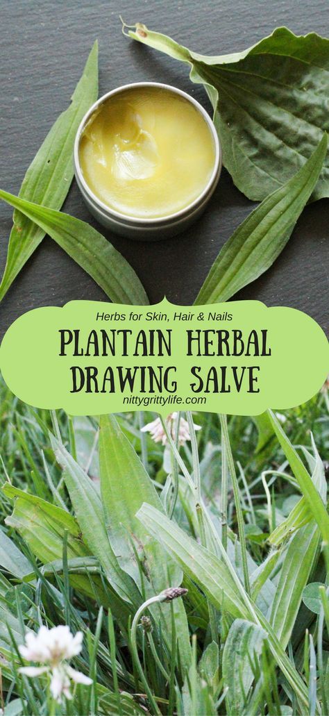 Plantain is an herb with many uses.  Make this plantain infused drawing salve to relieve all your bug bites, bee stings, slivers, and rashes. Holistic Plants, Plantain Herb, Drawing Salve, Natural Medicines, Banane Plantain, Salve Recipes, Herbal Salves, Herbal Skin Care, Garden Herbs