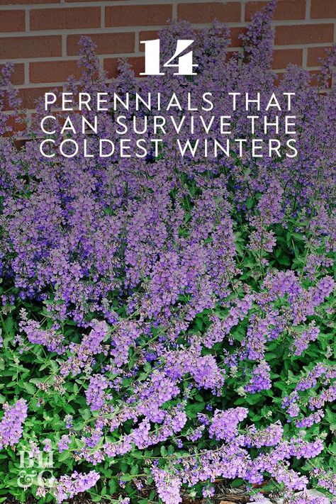 High Flower Beds, Hardy Garden Plants, Idaho Perennials, Heather In Garden, Cold Weather Landscaping Ideas, Low Maintence Landscaping Ideas, Winter Heather Plant, Winter Hardy Plants, Hardy Perennials Full Sun