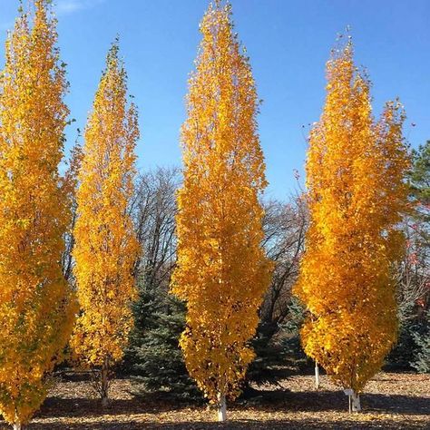 22 Skinny Columnar Trees For Landscaping | Narrow, And Tall Shrubs For Shaded Areas, Shrub Trees, Flower Shrubs, Shrubs For Shade, Sky Pencil Holly, Birch Trees Landscaping, Shrubs For Landscaping, Landscaping Shrubs, Leyland Cypress