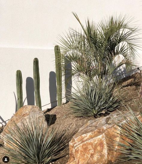 Desert Library, Palm Springs Backyard, Succulent Rock Garden, Rockery Garden, California Landscape, Palm Desert, Succulent Garden, Cactus Garden, Succulents Garden