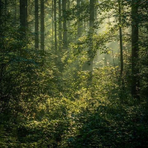 Nemophilist Aesthetic, Groundskeeper Aesthetic, Cottagecore Aesthetic, Six Feet Under, 판타지 ��아트, Nature Aesthetic, Pretty Places, In The Forest, Green Aesthetic