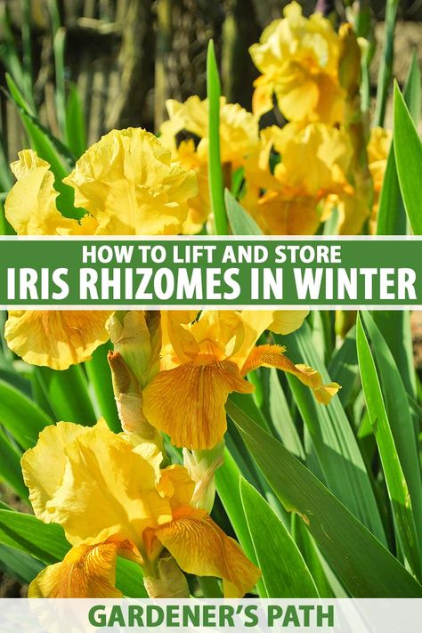 Backyard Flowers Garden, Tips For Winter, Iris Rhizomes, Storage Tips, Iris Garden, Garden Terrarium, Bearded Iris, Beautiful Flowers Garden, Garden Care