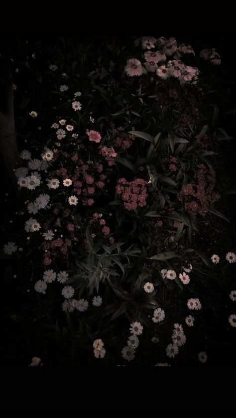 Dark Flowers Background, Black Spring Aesthetic, Dark Moody Aesthetic Pictures, Flowers With Dark Background, Grunge Flower Wallpaper, Dark Colored Wallpaper, Dark Flower Background, Dark Plant Aesthetic, Dark Garden Aesthetic