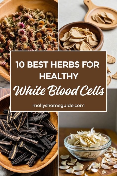 Explore the power of herbs for white blood cells with these immune-boosting options! Protect your immune system by incorporating foods like garlic, oregano, elderberry, and ashwagandha into your diet. Increase WBC count naturally with the best immune-boosting foods. Discover a herbal blend for white blood cells that includes 10 potent herbs for boosting white blood cell count. Check out natural remedies to increase white blood cells and support your overall health. Increase White Blood Cell Count, Internal Health, Natural Immune Support, Medicine Garden, White Blood Cell, Herbal Education, Herbal Remedies Recipes, Anti Oxidant Foods, Immune Boosting Foods