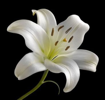 White Lily by Barry Seidman (81 pieces) White Lily Flower, White Lilly, Lilly Flower, Lily Plants, White Lily, White Lilies, Lily Flower, Exotic Flowers, Flowers Nature