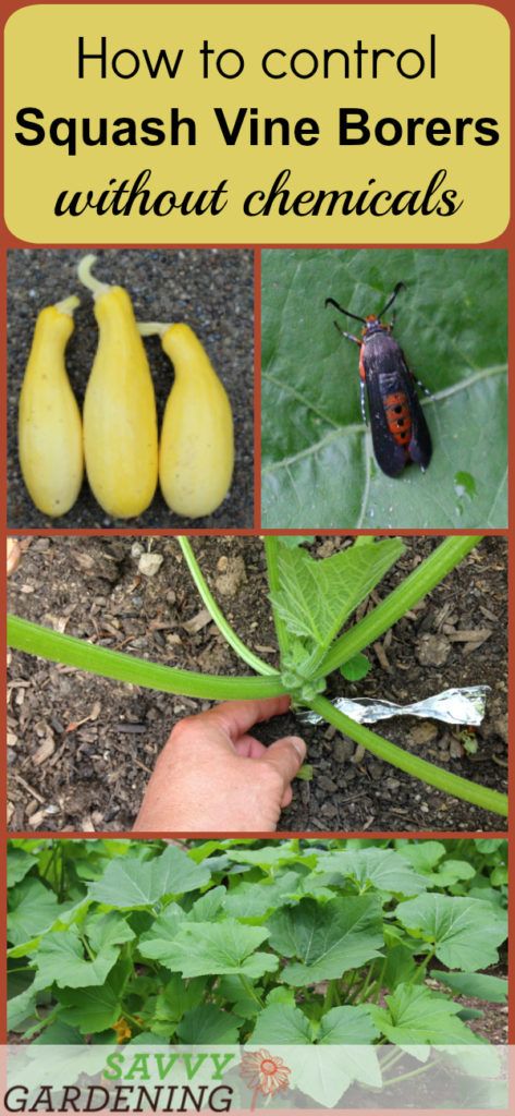 Prevent squash vine borers organically using this quick and simple trick. Garden Squash, Organic Insecticide, Lawn Pests, Natural Pesticides, Organic Pesticide, Garden Bugs, Garden Insects, Garden Vines, Gardening Hacks