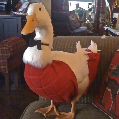 This is Mr. Sal, my pet pekin duck.  Picture was taken during Christmas, and he has a red diaper on (my brainstorm), and a black bow tie I made (he has several colors to match his diapers).  He also has a black top hat, not shown.  He's pretty dapper, don't you think?  :-)  Love my duck. Christmas Duck Cute, Aflac Duck, Christmas Pet Photos, Pekin Duck, Duck Christmas, Duck Pictures, Duck Photo, Pet Ducks, Christmas Duck