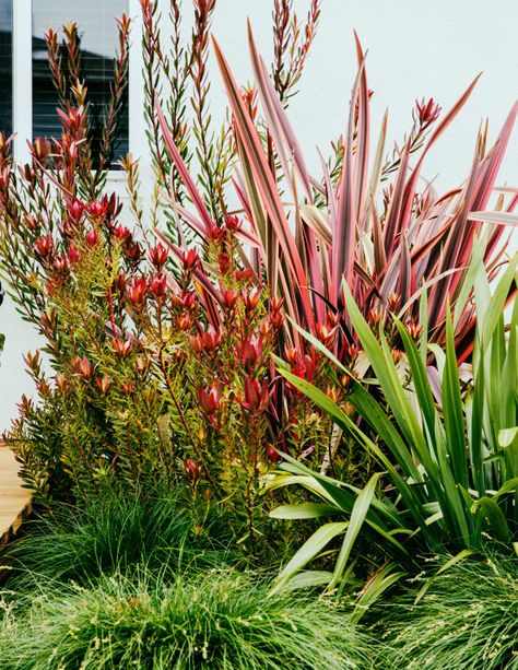 Native Garden Ideas, Nz Native Garden, Beachy Garden, Garden Ideas Nz, Coastal Landscaping, Australian Native Garden, Seaside Garden, Pergola Ideas, Australian Garden