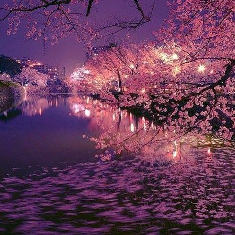 So Pretty Barbie Mariposa Aesthetic, Meadows Aesthetic, Barbie Aesthetics, Cherry Blossom Pictures, Beautiful Places In Japan, Cherry Blossom Japan, Japan Sakura, Sakura Tree, Hakone